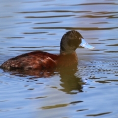 Oxyura australis at Upper Stranger Pond - 16 Apr 2024