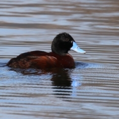 Oxyura australis at Upper Stranger Pond - 16 Apr 2024