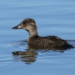 Oxyura australis at Upper Stranger Pond - 16 Apr 2024 01:35 PM