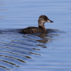 Oxyura australis at Upper Stranger Pond - 16 Apr 2024