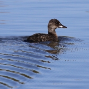 Oxyura australis at Upper Stranger Pond - 16 Apr 2024 01:35 PM