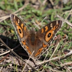 Junonia villida (Meadow Argus) at Isabella Plains, ACT - 16 Apr 2024 by RodDeb