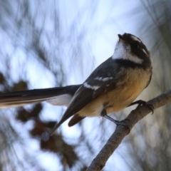 Rhipidura albiscapa (Grey Fantail) at Upper Stranger Pond - 16 Apr 2024 by RodDeb