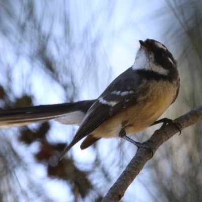 Rhipidura albiscapa (Grey Fantail) at Upper Stranger Pond - 16 Apr 2024 by RodDeb