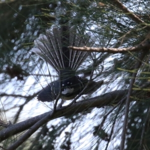 Rhipidura albiscapa at Upper Stranger Pond - 16 Apr 2024