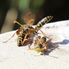 Polistes (Polistes) chinensis (Asian paper wasp) at Isabella Plains, ACT - 16 Apr 2024 by RodDeb