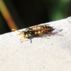 Polistes (Polistes) chinensis at Upper Stranger Pond - 16 Apr 2024