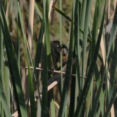 Poodytes gramineus (Little Grassbird) at Upper Stranger Pond - 16 Apr 2024 by RodDeb