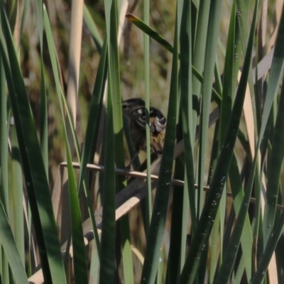 Poodytes gramineus (Little Grassbird) at Upper Stranger Pond - 16 Apr 2024 by RodDeb