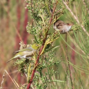 Zosterops lateralis at Upper Stranger Pond - 16 Apr 2024