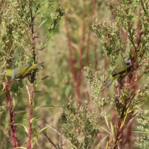 Zosterops lateralis at Upper Stranger Pond - 16 Apr 2024