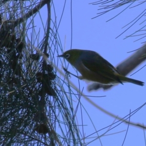 Zosterops lateralis at Upper Stranger Pond - 16 Apr 2024