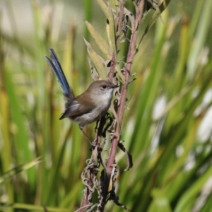 Malurus cyaneus at Upper Stranger Pond - 16 Apr 2024