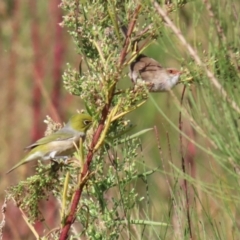 Malurus cyaneus at Upper Stranger Pond - 16 Apr 2024