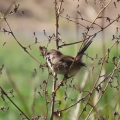 Malurus cyaneus at Upper Stranger Pond - 16 Apr 2024 01:49 PM