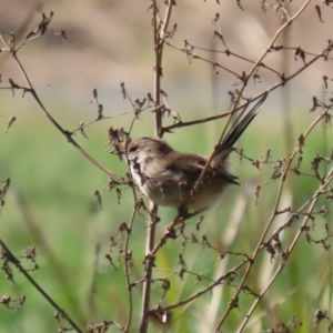 Malurus cyaneus at Upper Stranger Pond - 16 Apr 2024