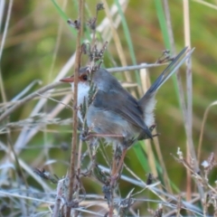 Malurus cyaneus at Upper Stranger Pond - 16 Apr 2024