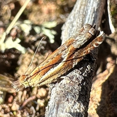 Ancylis himerodana (Olethreutinae) at Mount Ainslie - 16 Apr 2024 by Pirom