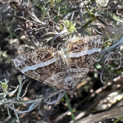 Chrysolarentia subrectaria (A Geometer moth) at Mount Ainslie - 16 Apr 2024 by Pirom