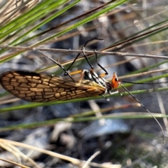 Chorista australis (Autumn scorpion fly) at Mount Majura - 14 Apr 2024 by Pirom