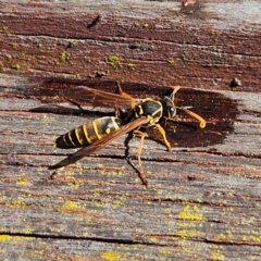 Polistes (Polistes) chinensis (Asian paper wasp) at Oberon, NSW - 16 Apr 2024 by MatthewFrawley