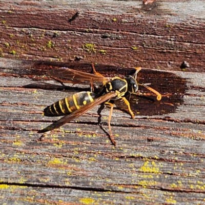 Polistes (Polistes) chinensis (Asian paper wasp) at Oberon, NSW - 16 Apr 2024 by MatthewFrawley