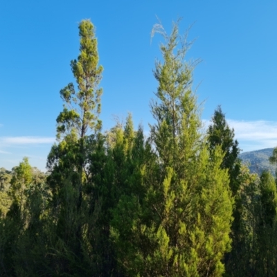 Callitris endlicheri (Black Cypress Pine) at Kambah, ACT - 16 Apr 2024 by Mike