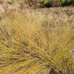 Eragrostis curvula (African Lovegrass) at Bullen Range - 16 Apr 2024 by Mike