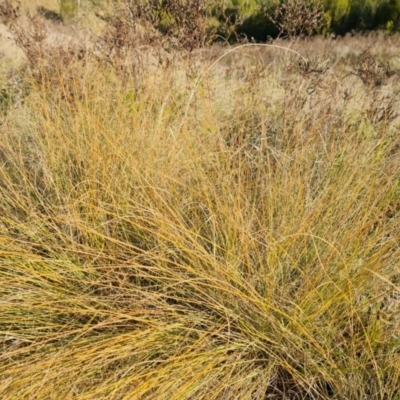 Eragrostis curvula (African Lovegrass) at Kambah, ACT - 16 Apr 2024 by Mike