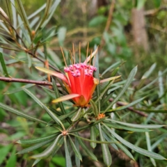 Lambertia formosa (Mountain Devil) at Katoomba, NSW - 16 Apr 2024 by MatthewFrawley