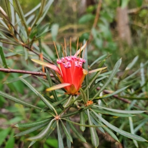 Lambertia formosa at Blue Mountains National Park - 16 Apr 2024