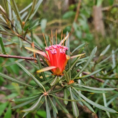 Lambertia formosa (Mountain Devil) at Blue Mountains National Park - 16 Apr 2024 by MatthewFrawley