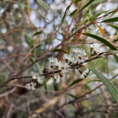 Eucalyptus stricta (Blue Mountains Mallee Ash) at Blue Mountains National Park - 16 Apr 2024 by MatthewFrawley