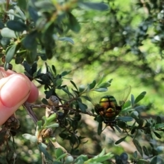 Rutilia (Chrysorutilia) formosa at QPRC LGA - suppressed