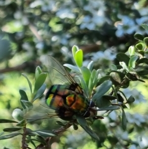 Rutilia (Chrysorutilia) formosa at QPRC LGA - suppressed