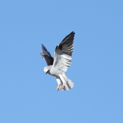 Elanus axillaris (Black-shouldered Kite) at Lawson North Grasslands - 15 Apr 2024 by TimL