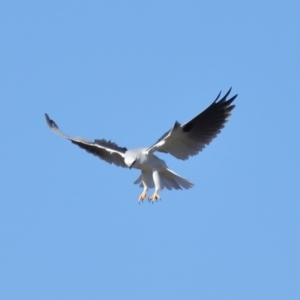 Elanus axillaris at Lawson North Grasslands - 15 Apr 2024