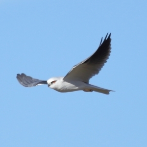 Elanus axillaris at Lawson North Grasslands - 15 Apr 2024