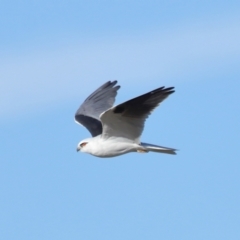 Elanus axillaris at Lawson North Grasslands - 15 Apr 2024