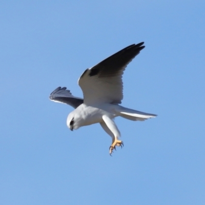 Elanus axillaris (Black-shouldered Kite) at Lawson North Grasslands - 15 Apr 2024 by TimL