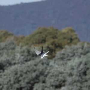 Elanus axillaris at Lawson North Grasslands - 15 Apr 2024