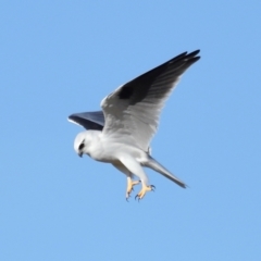 Elanus axillaris (Black-shouldered Kite) at Lawson North Grasslands - 15 Apr 2024 by TimL