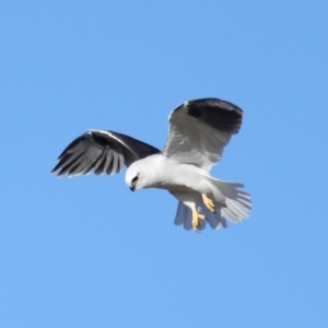 Elanus axillaris at Lawson North Grasslands - 15 Apr 2024