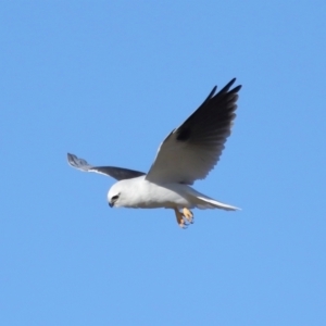 Elanus axillaris at Lawson North Grasslands - 15 Apr 2024