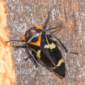 Eurymeloides pulchra at Lawson North Grasslands - 15 Apr 2024 03:48 PM