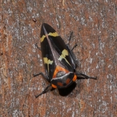 Eurymeloides pulchra at Lawson North Grasslands - 15 Apr 2024 03:48 PM