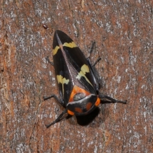 Eurymeloides pulchra at Lawson North Grasslands - 15 Apr 2024 03:48 PM