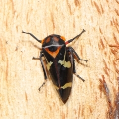 Eurymeloides pulchra at Lawson North Grasslands - 15 Apr 2024 03:48 PM