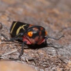 Eurymeloides pulchra at Lawson North Grasslands - 15 Apr 2024 03:48 PM