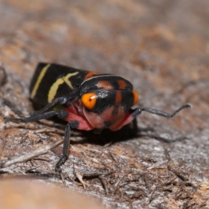 Eurymeloides pulchra at Lawson North Grasslands - 15 Apr 2024 03:48 PM